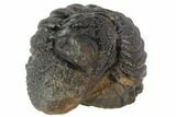 Bumpy Enrolled Morocops (Phacops) Trilobite #86417-2